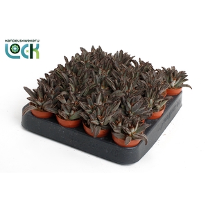 Kalanchoë Tomentosa Dark tanz