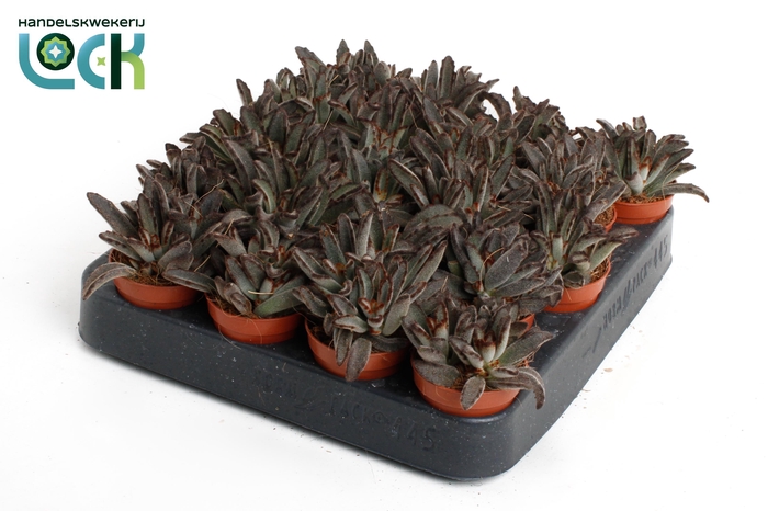 <h4>Kalanchoë Tomentosa Dark tanz</h4>
