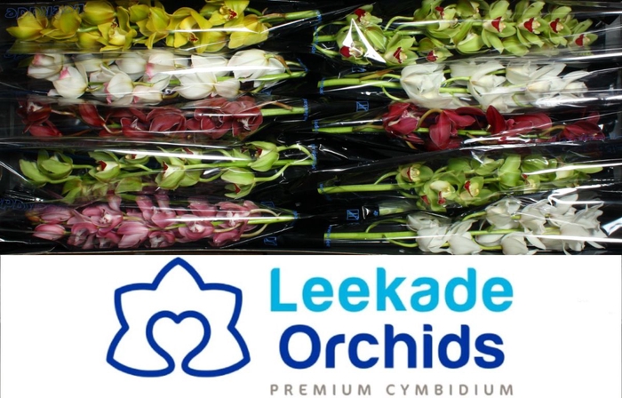 <h4>Cymbidium Mini Mix 20% 630 Leekade</h4>