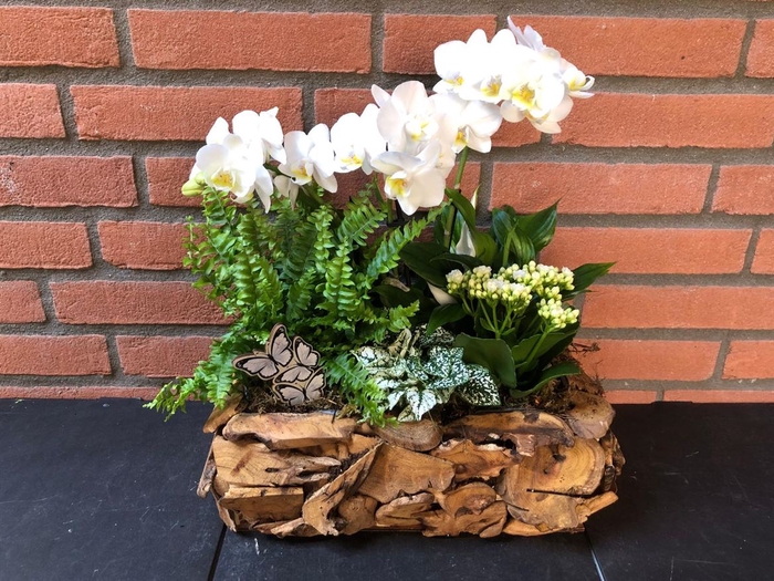 <h4>Arr (10) Phal Drijfhout Rechth.</h4>