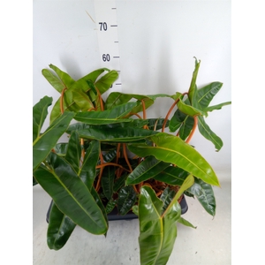 Philodendron billietiae