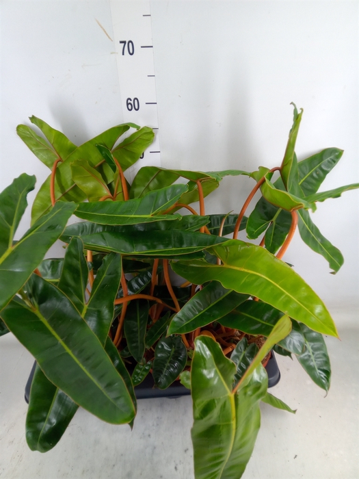 <h4>Philodendron billietiae</h4>