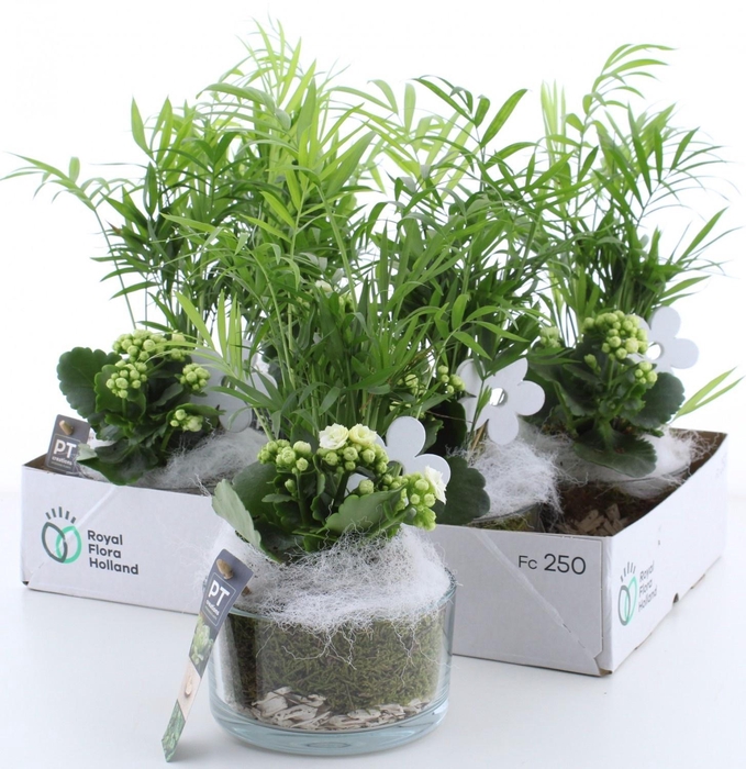 <h4>ARR KAMERPL</h4>