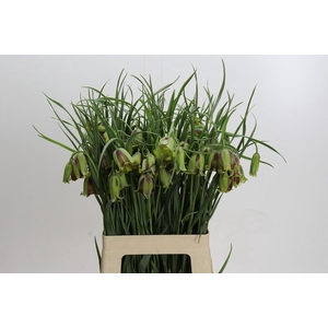 Fritillaria Acmopetala