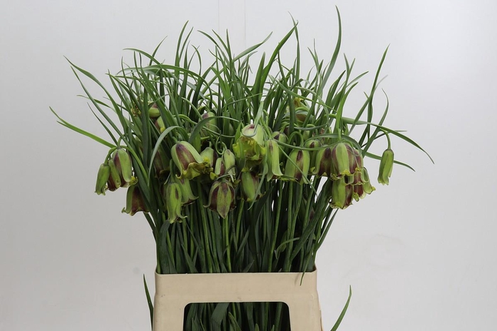 <h4>Fritillaria Acmopetala</h4>