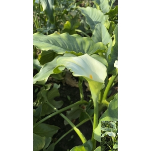 ZANT AE GREEN GODDES