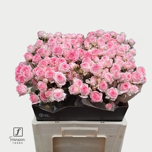 R TR Kate-lynn 60cm