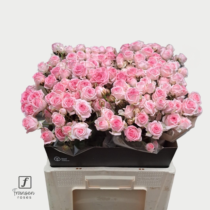 <h4>R TR Kate-lynn 60cm</h4>