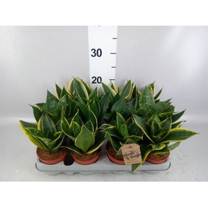 Sansevieria trifa. 'Hahnii'