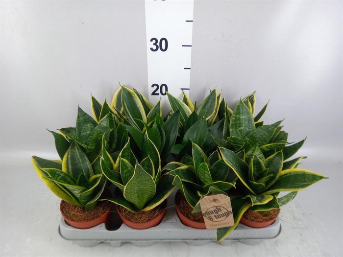 <h4>Sansevieria trifa. 'Hahnii'</h4>
