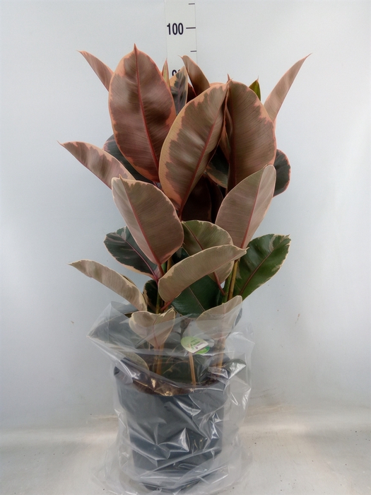 <h4>Ficus elastica 'Belize'</h4>