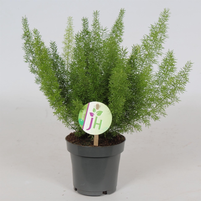<h4>Asparagus dens. 'Meyers'</h4>
