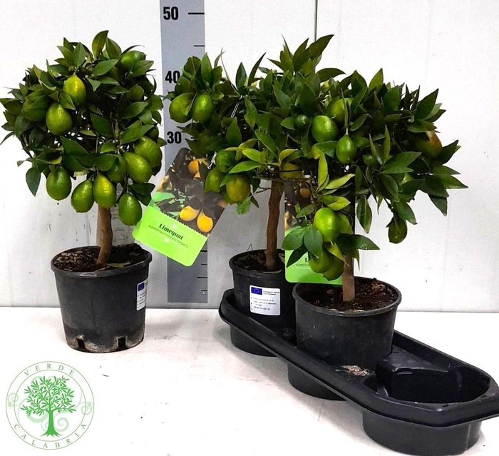 <h4>CITR MARGARITA</h4>