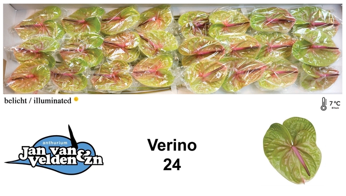 <h4>Anthurium Verino</h4>