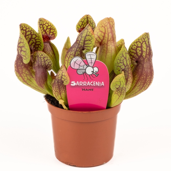 <h4>Sarracenia Hans</h4>
