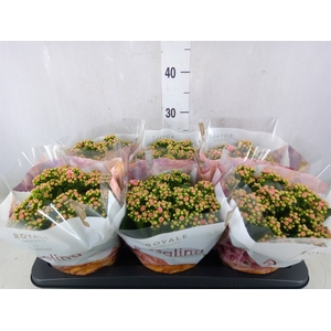 Kalanchoe blos. 'RosDon Alano'