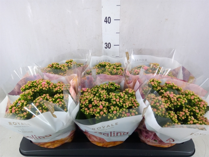 <h4>Kalanchoe blos. 'RosDon Alano'</h4>