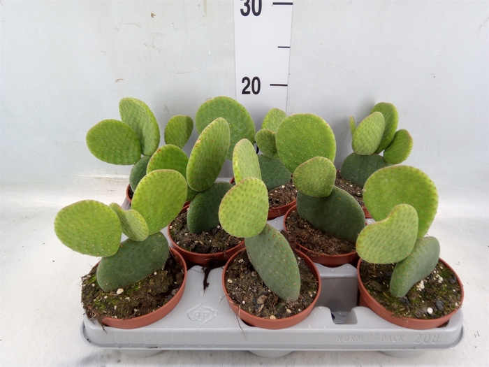 <h4>Opuntia</h4>