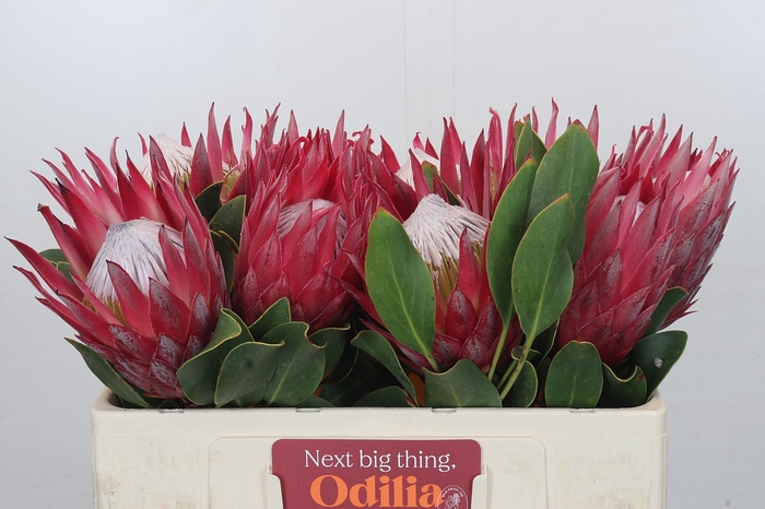 Protea Cynaroides Madiba