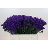 Limonium sinuatum Navy Sun Birds