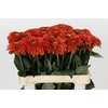 Dahlia Orange Fox