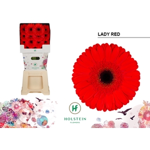 Gerbera Lady Red Diamond