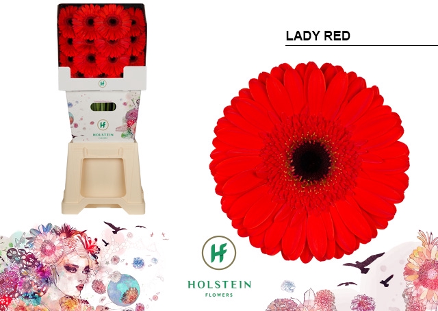 <h4>Gerbera Lady Red Diamond</h4>