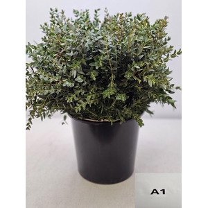 EUC PARVIFOLIA PB