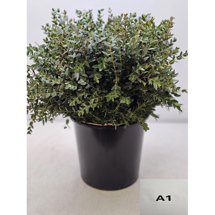 <h4>EUC PARVIFOLIA PB</h4>