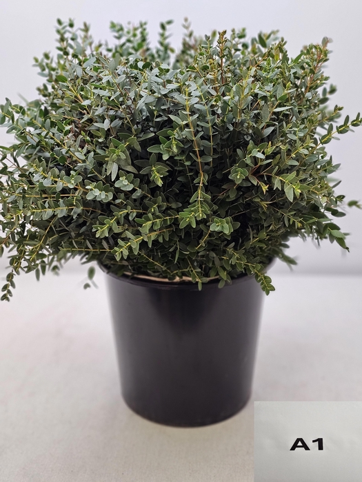 EUC PARVIFOLIA PB