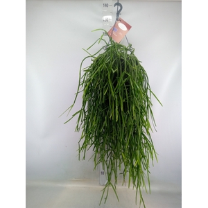 Rhipsalis trigona