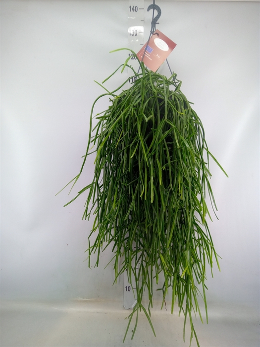 <h4>Rhipsalis trigona</h4>