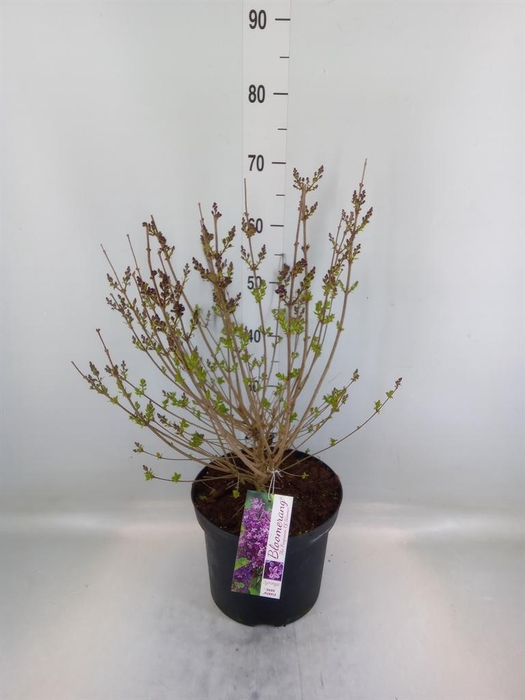 <h4>Syringa   ...</h4>