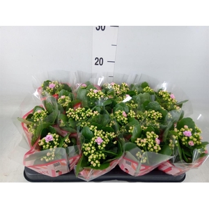 Kalanchoe blos. 'Calandiva Zeta'