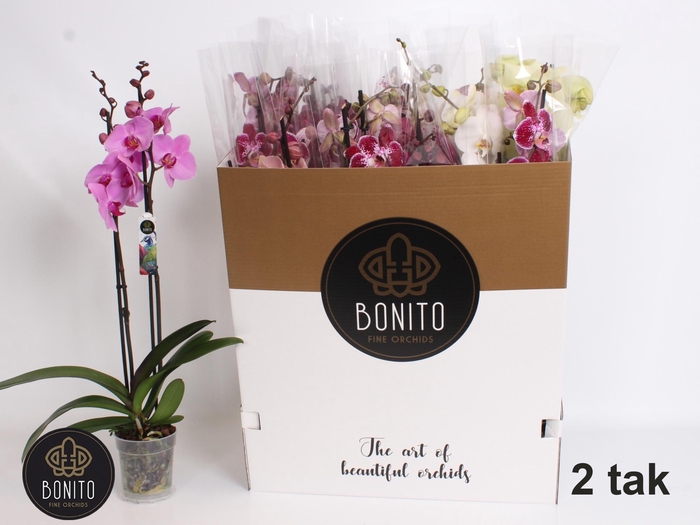 <h4>PHAL GEM 7 KL</h4>