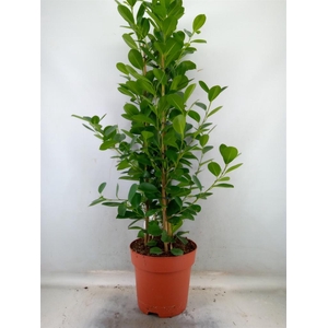 Ficus microcarpa 'Moclame'
