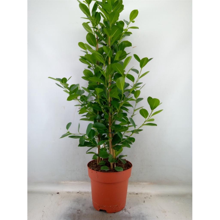 <h4>Ficus microcarpa 'Moclame'</h4>