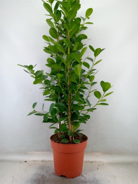 Ficus microcarpa 'Moclame'