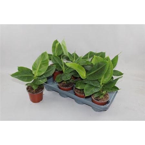 ** Musa Tropicana * Spring Deal *