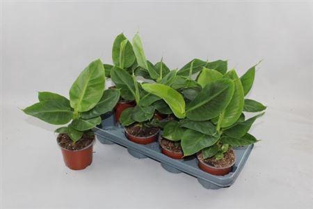 <h4>** Musa Tropicana * Spring Deal *</h4>