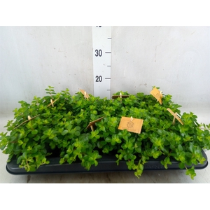 Peperomia rotundifolia