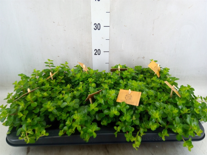<h4>Peperomia rotundifolia</h4>