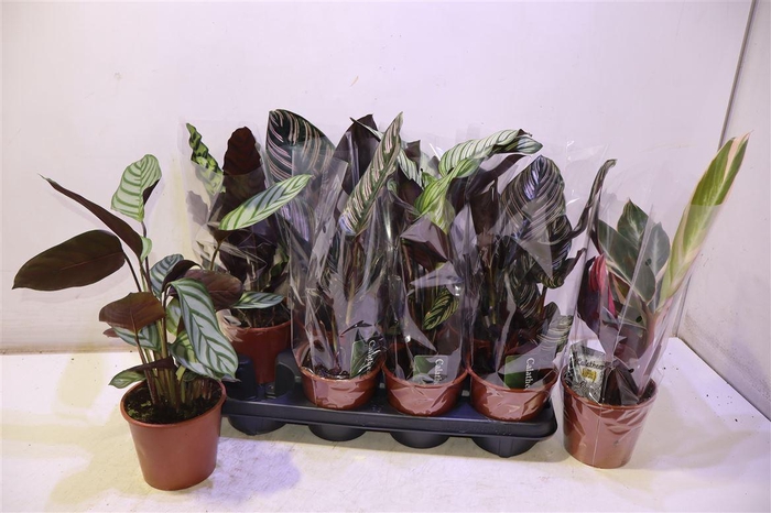 <h4>arr8 Calat Gem</h4>