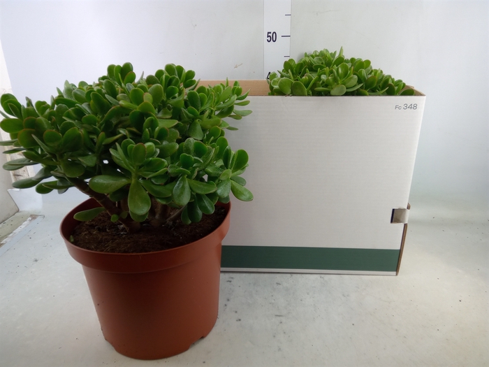 <h4>Crassula ovata</h4>