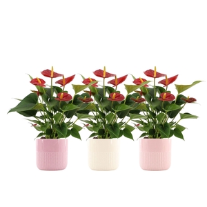Anthurium Diamond Red in Toulouse ceramics