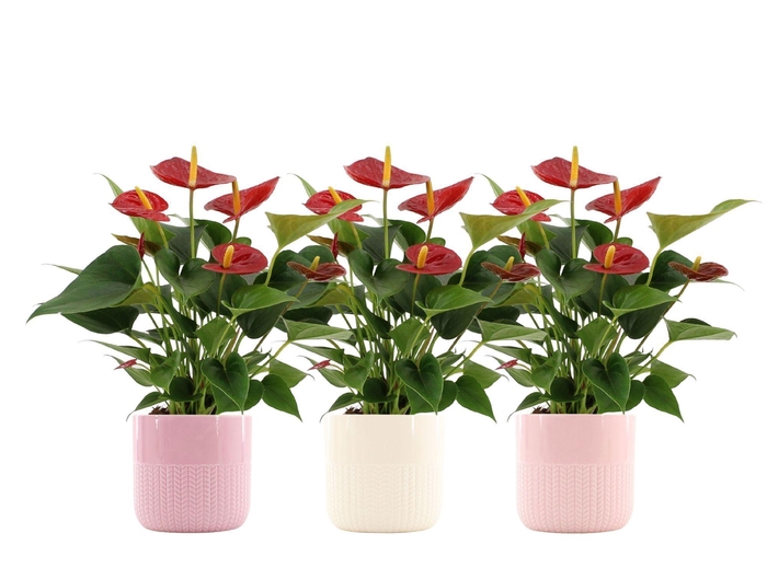 <h4>Anthurium Diamond Red in Toulouse ceramics</h4>