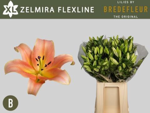 <h4>LI OT ZELMIRA</h4>