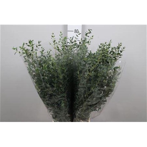 Euca Parvifolia Extra 200gr
