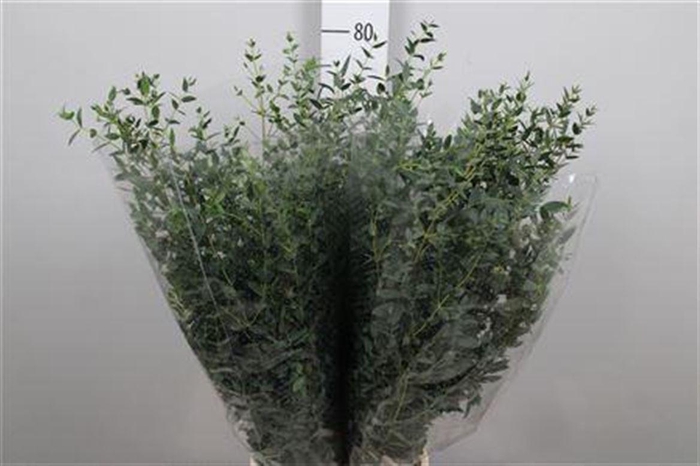 <h4>Euca Parvifolia Extra 200gr</h4>