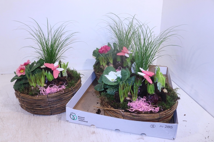 <h4>ARR PL IN SCHAAL</h4>